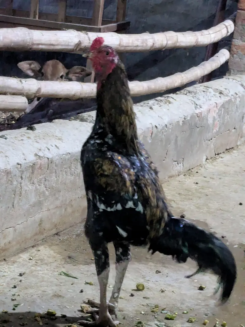 Pakistani Cross — photo 2