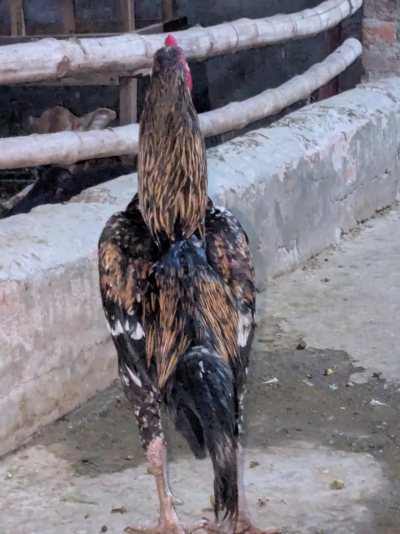 Pakistani Cross — photo 3
