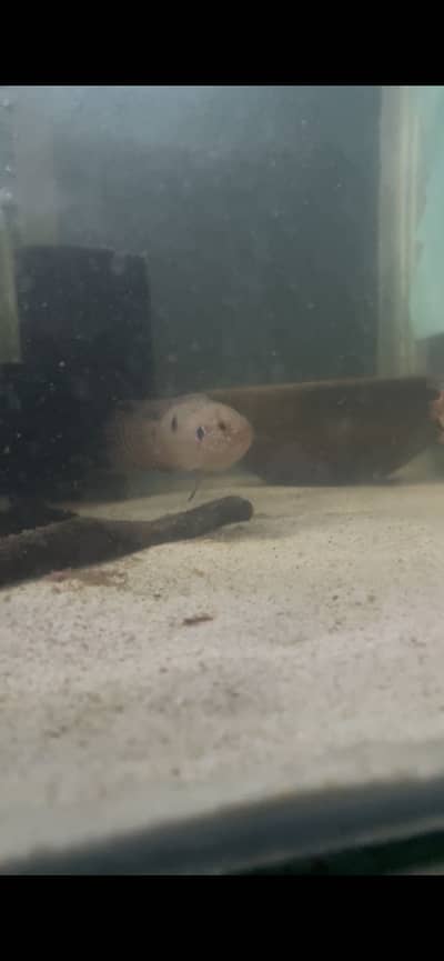 Short Body Red Jewel
