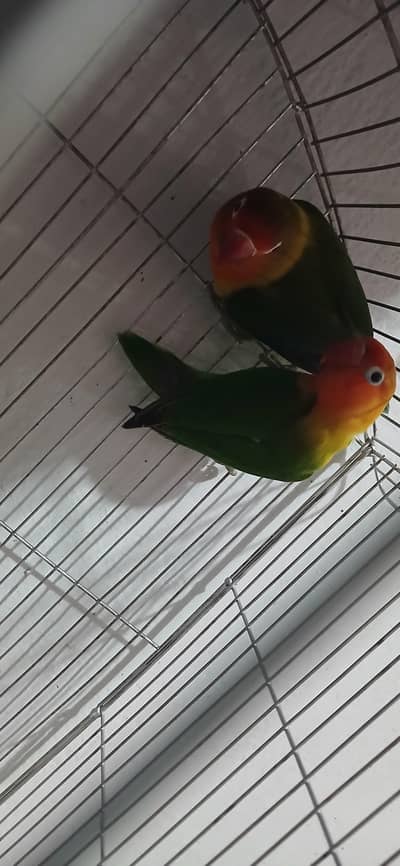 lovebird 1 pair ha or sahe healthy ha. . .