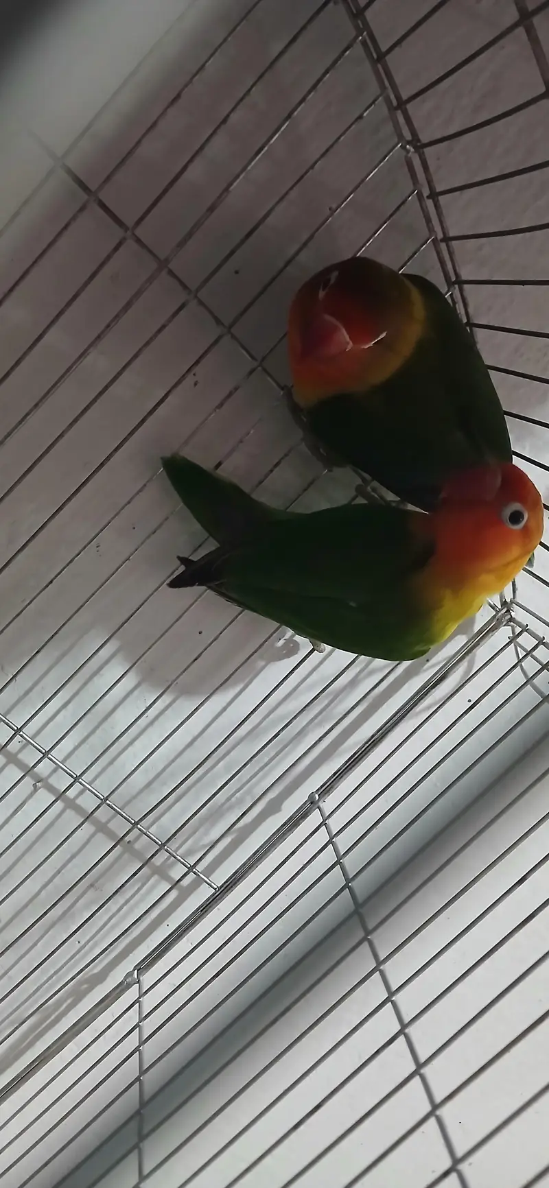 lovebird 1 pair ha or sahe healthy ha. . .