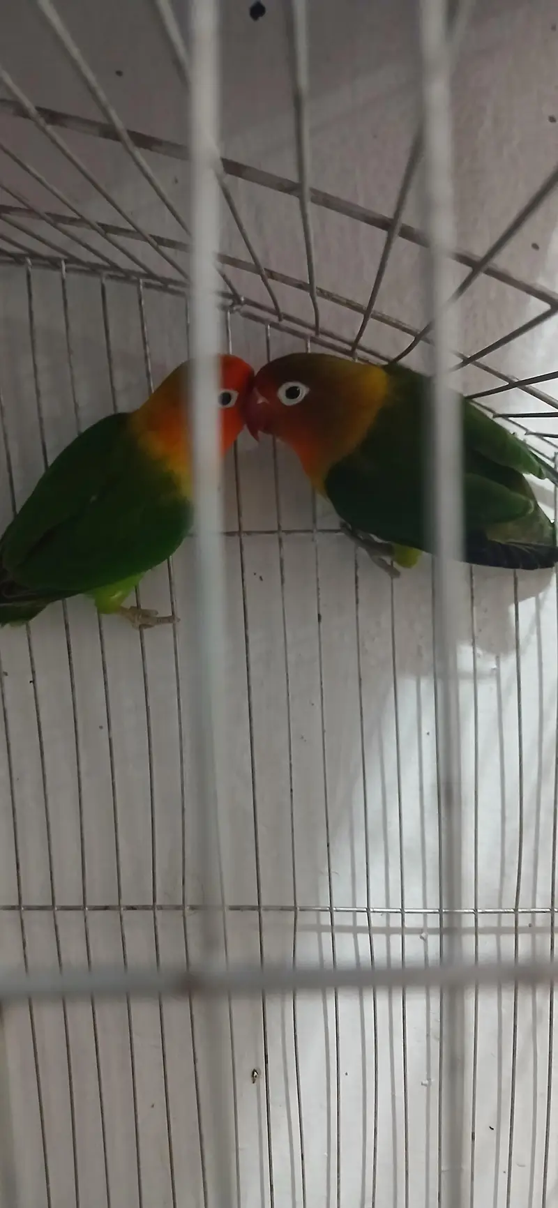 lovebird 1 pair ha or sahe healthy ha. . . — photo 2