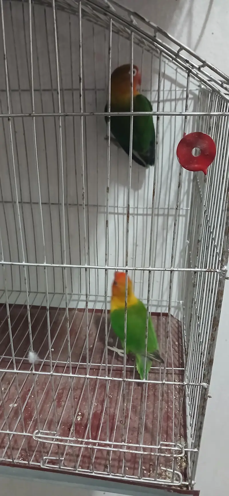 lovebird 1 pair ha or sahe healthy ha. . . — photo 3