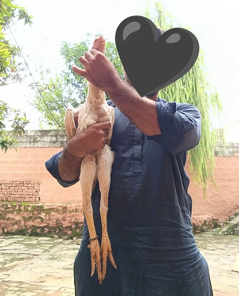 White Indian parrot beak long tail male — photo 4
