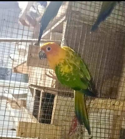 sun conure birds female with DNA