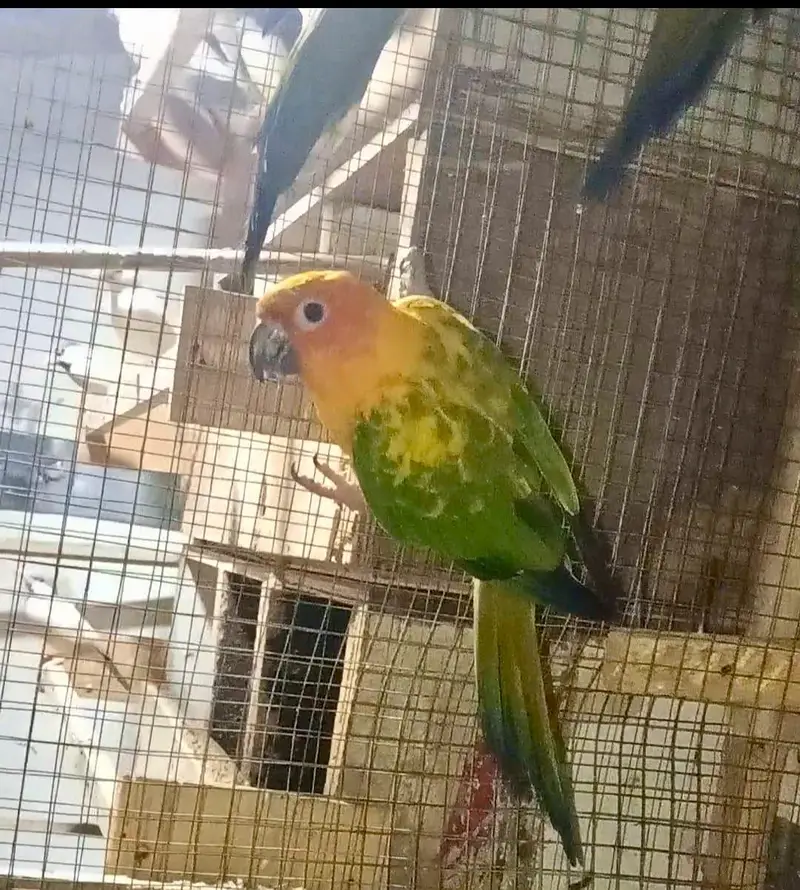 sun conure birds female with DNA