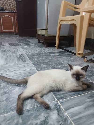 seiyami cat