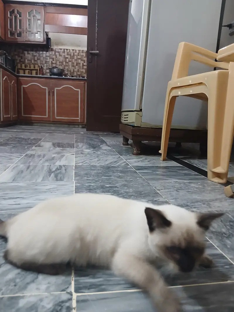 seiyami cat — photo 2