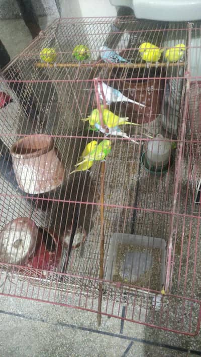 Healthy & Active Australian Parrots (Bajri Birds) for Sale - 25 Total