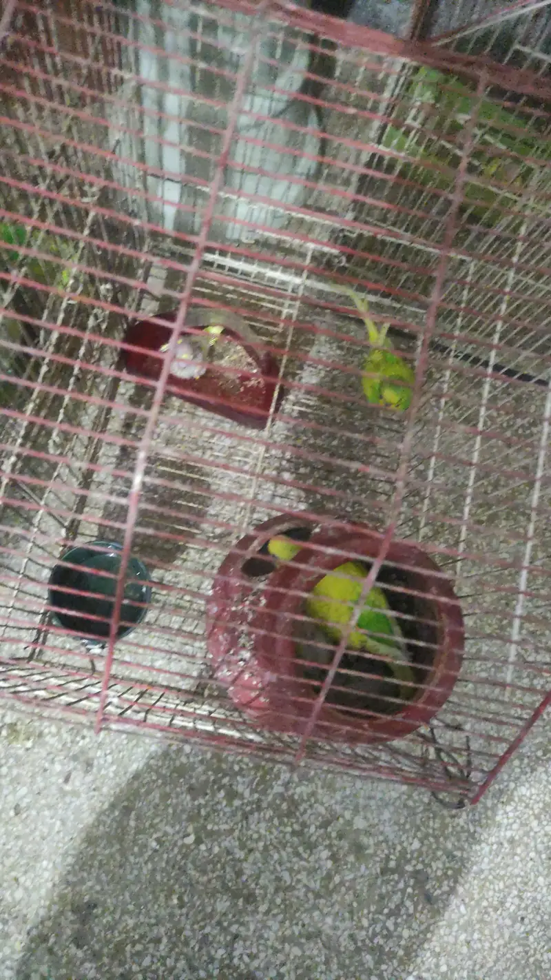 Healthy & Active Australian Parrots (Bajri Birds) for Sale - 25 Total — photo 2