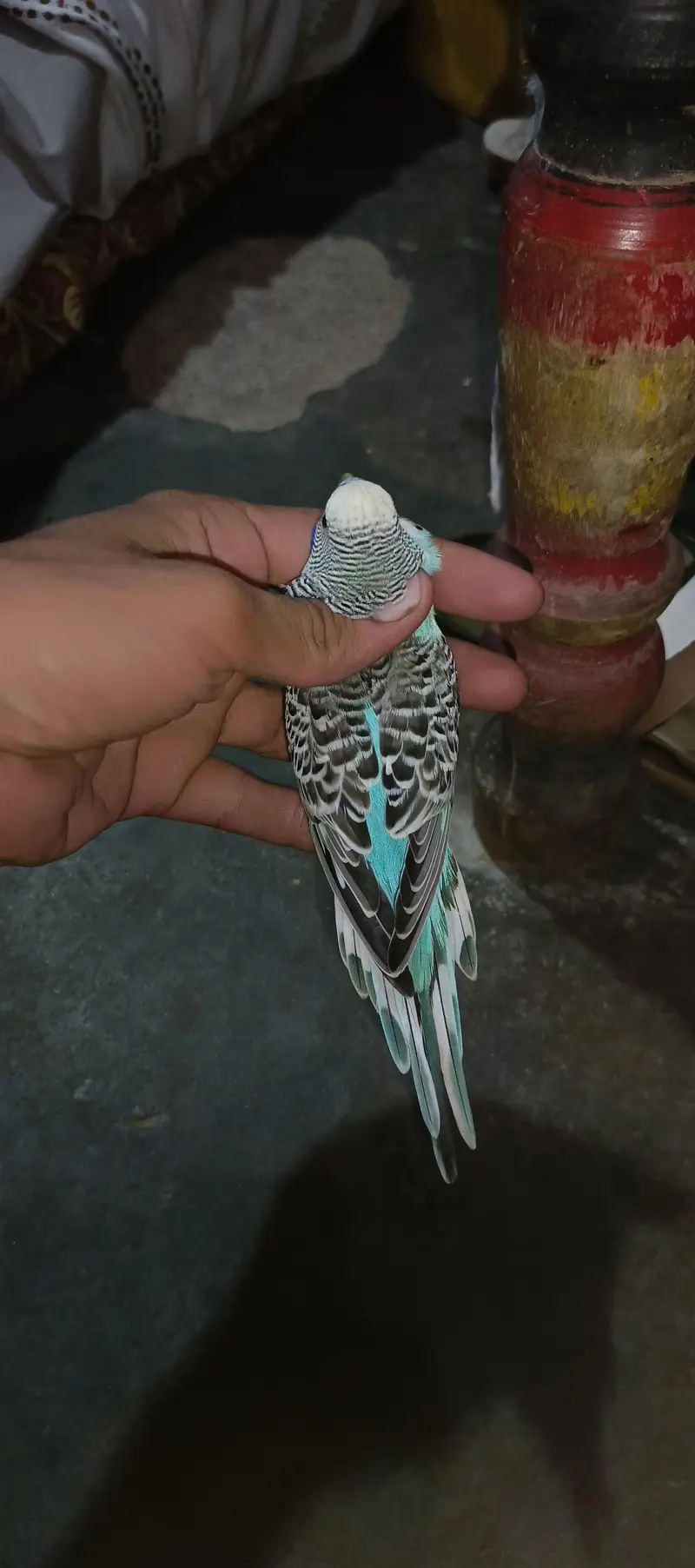wild budgie — photo 2