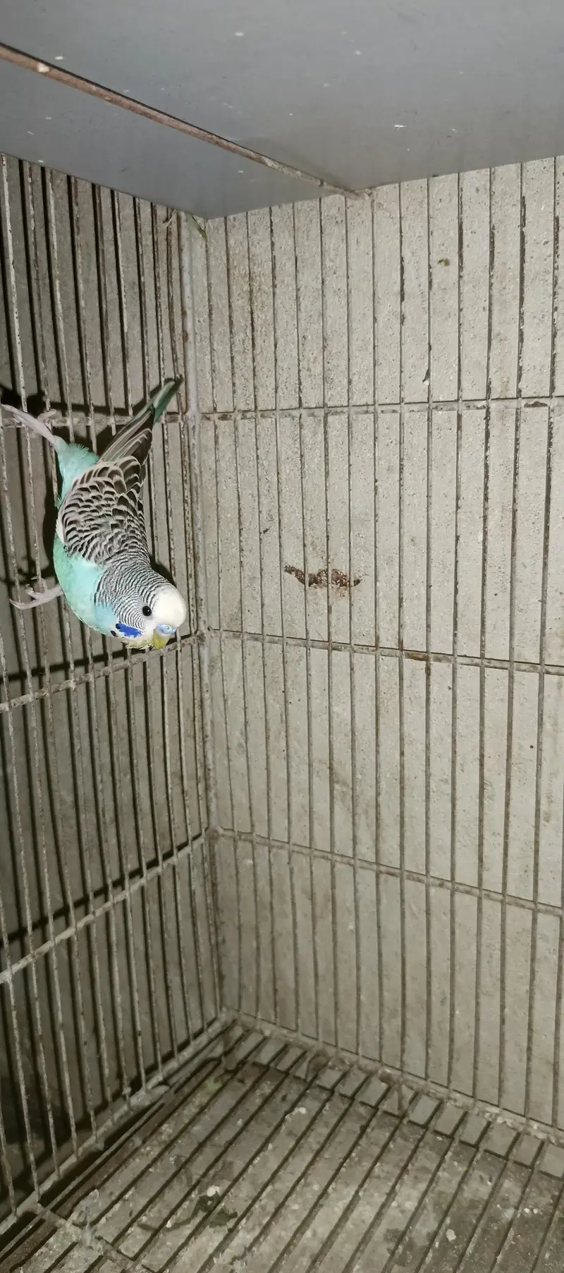 wild budgie — photo 3