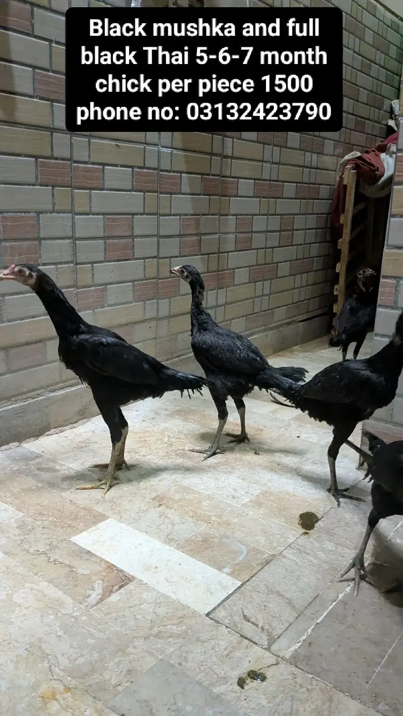 Pure Aseel Murga and Black mushka and full black thai — photo 2