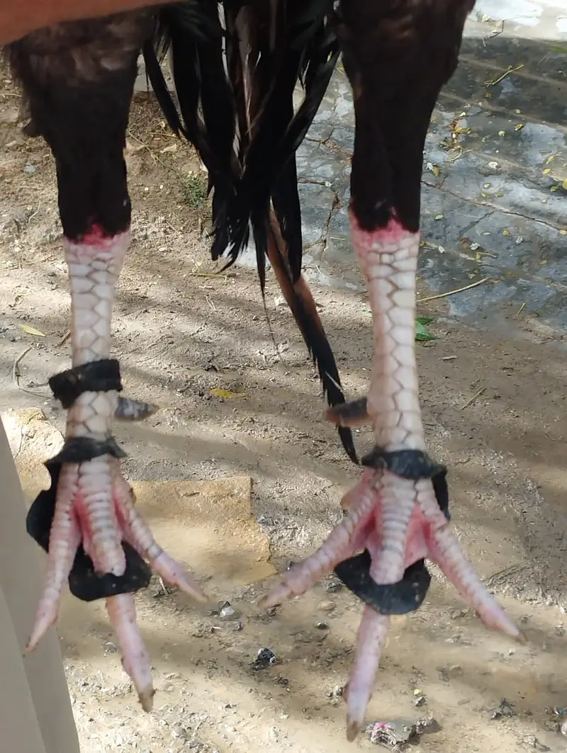 Pure Aseel Murga and Black mushka and full black thai — photo 4