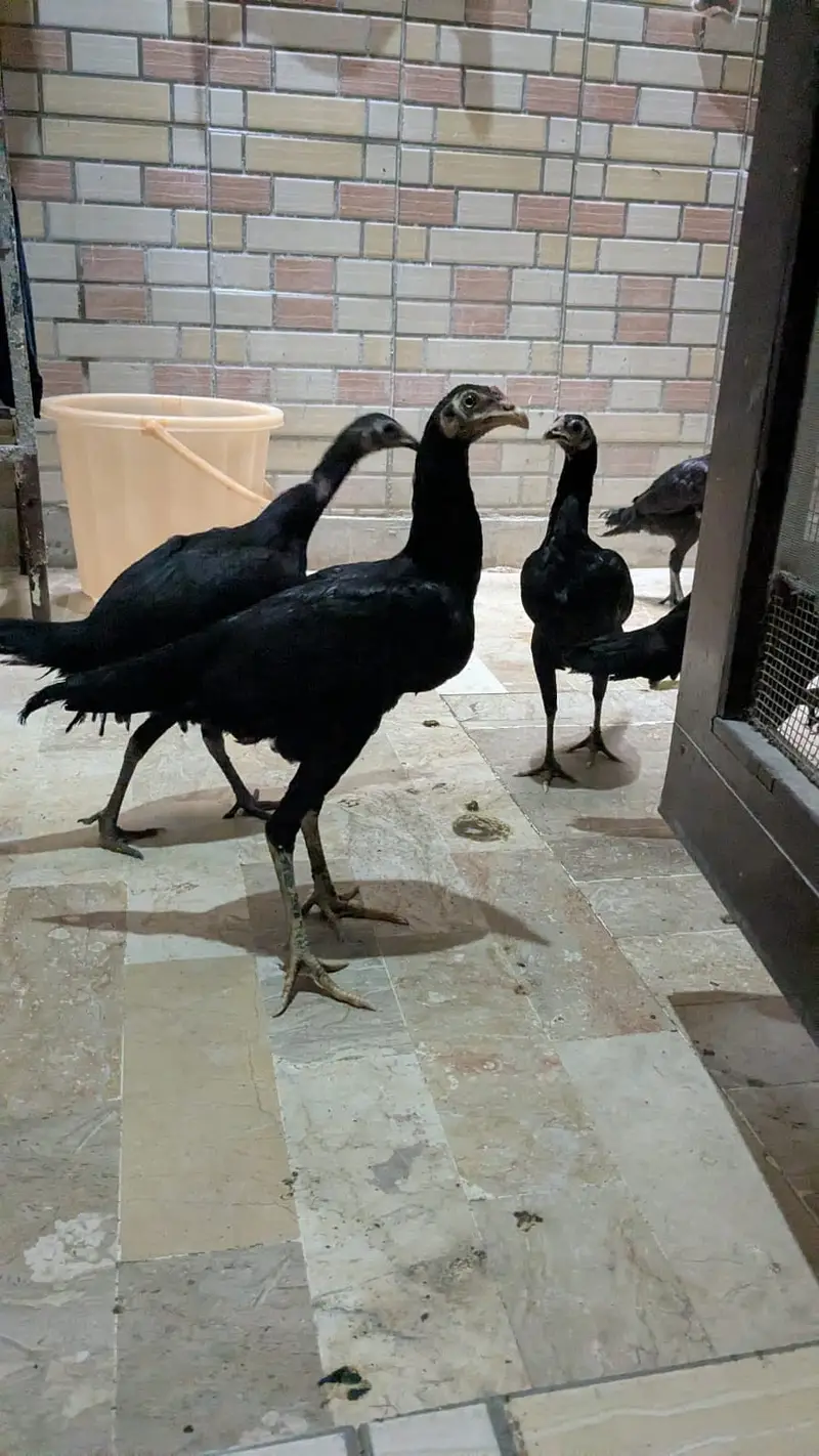 Pure Aseel Murga and Black mushka and full black thai — photo 8