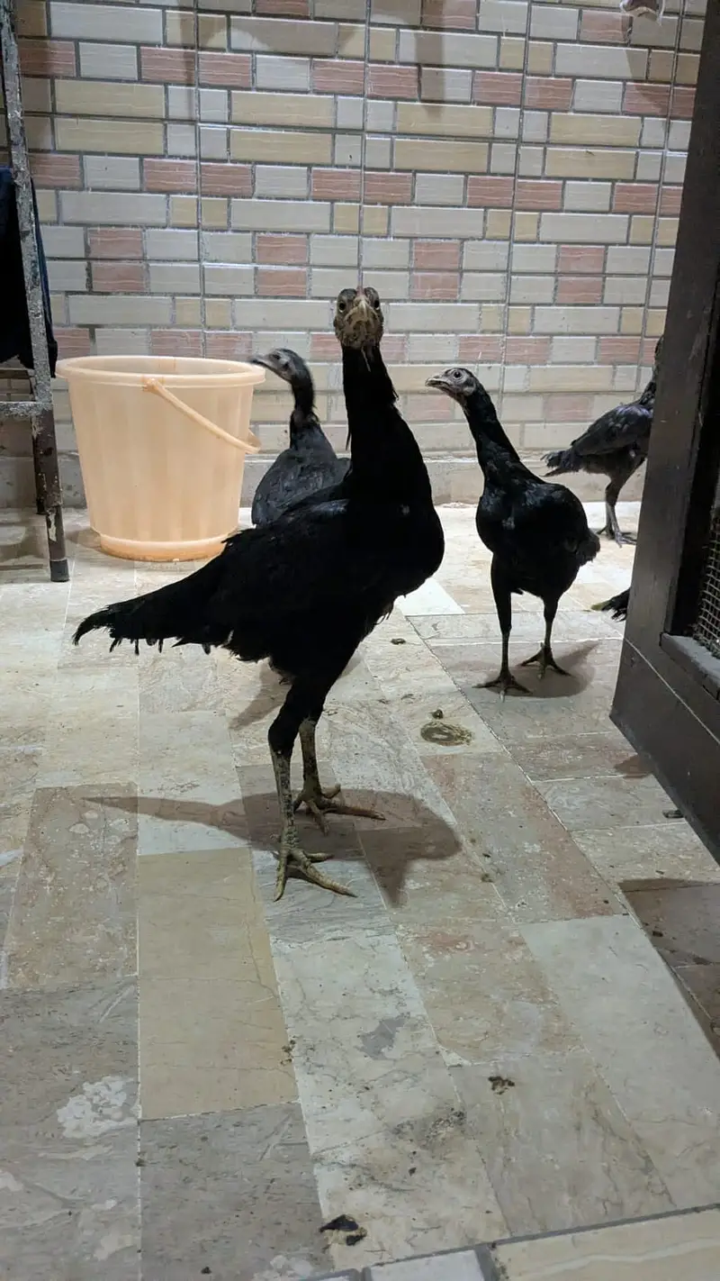 Pure Aseel Murga and Black mushka and full black thai — photo 9