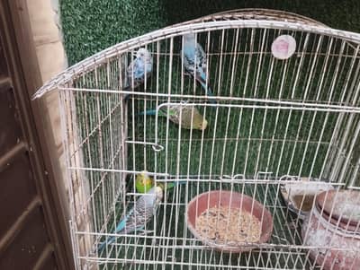 Australian birds