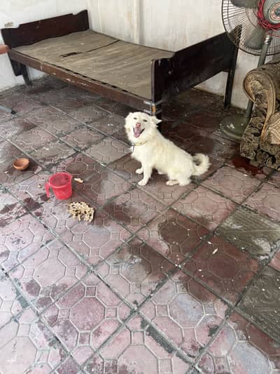 Russain dog for sale