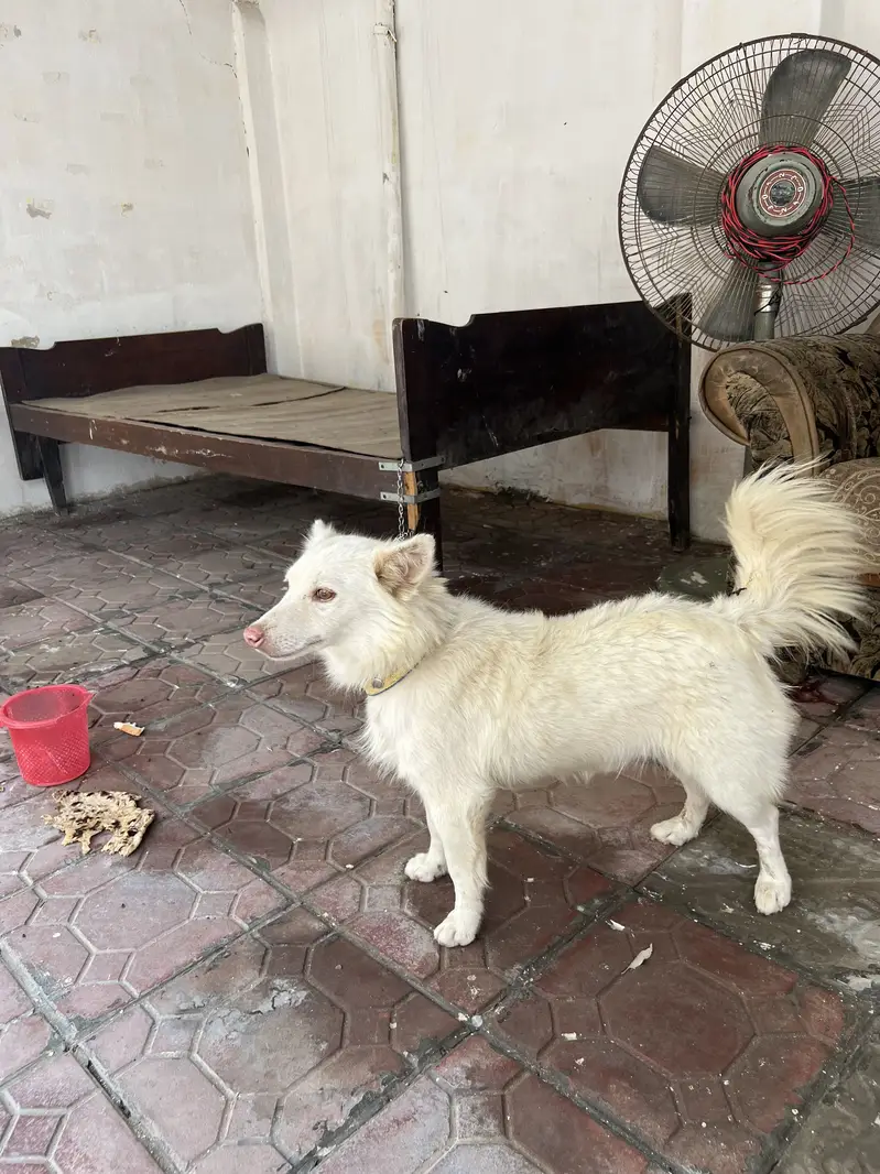 Russain dog for sale — photo 2