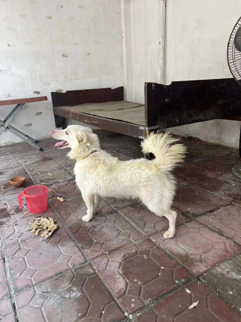 Russain dog for sale — photo 3