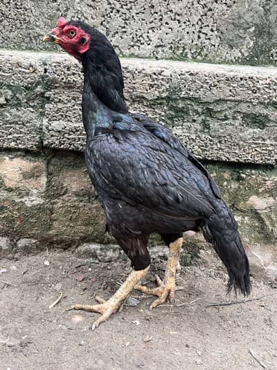 Pure Lasani aseel female