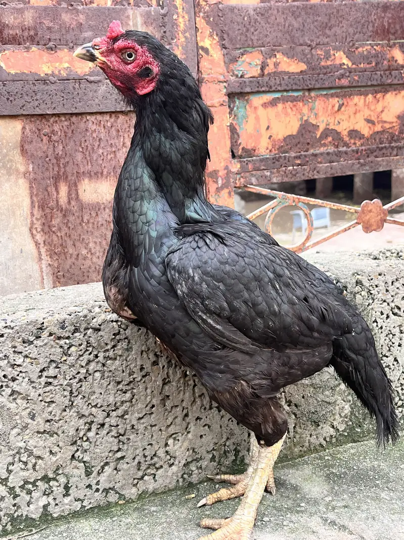 Pure Lasani aseel female — photo 2