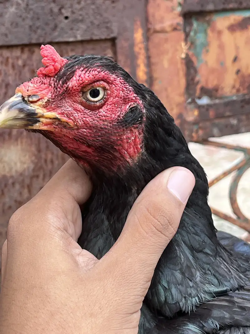 Pure Lasani aseel female — photo 3