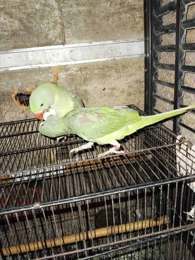 parrot