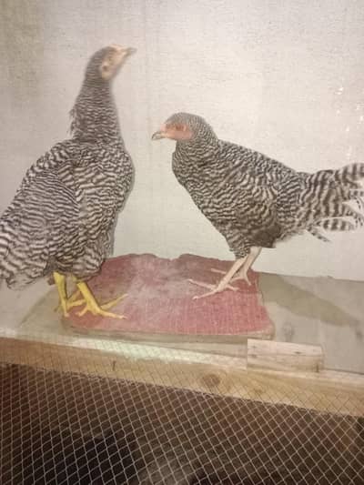 plymouth pair