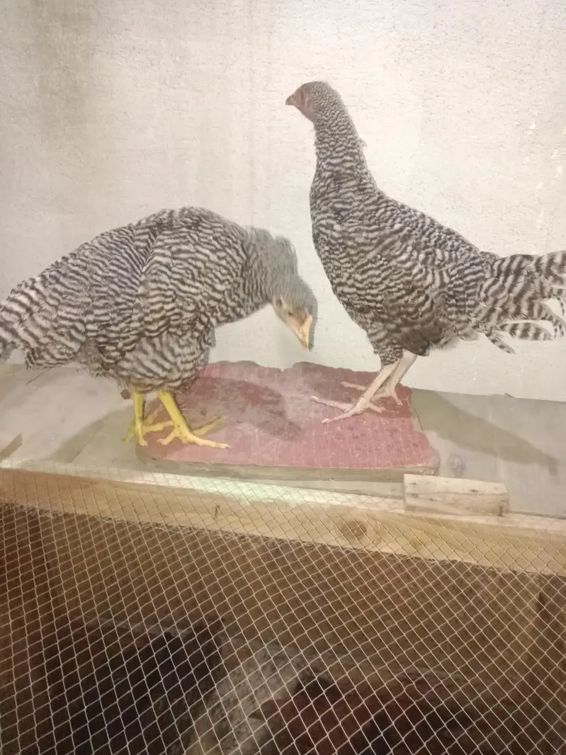 plymouth pair — photo 4