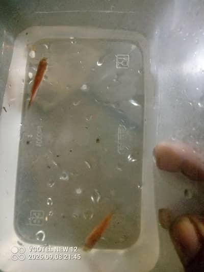fish active and fit home breed hai interested buyers chat kare