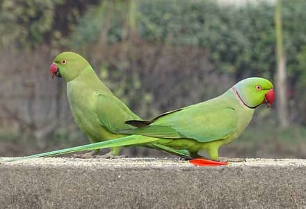 Breeder Parriots pair available with cage