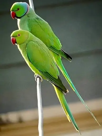 Breeder Parriots pair available with cage — photo 2