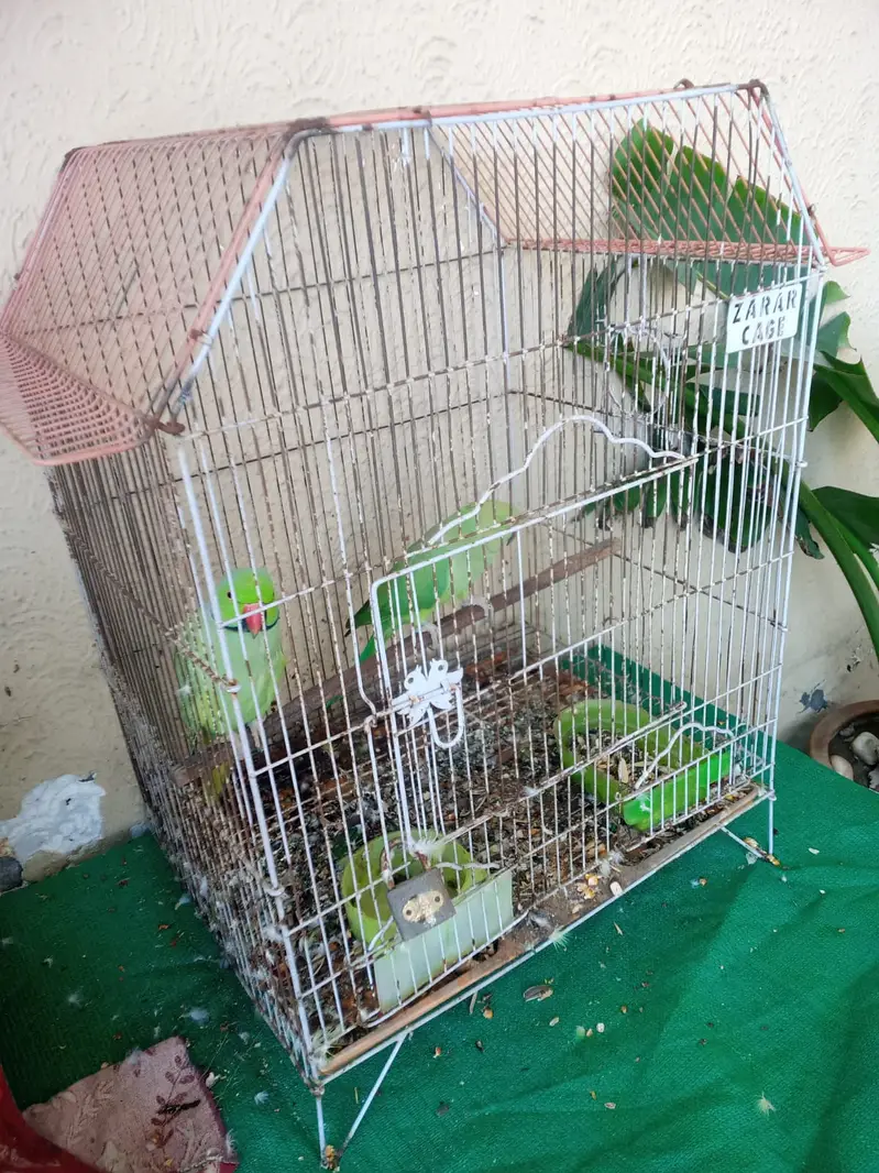 Breeder Parriots pair available with cage — photo 3