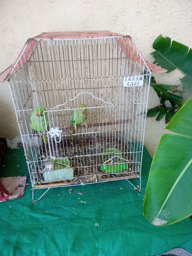 Breeder Parriots pair available with cage — photo 4