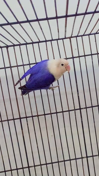 budgies exhibition UK line and Opaline love birds