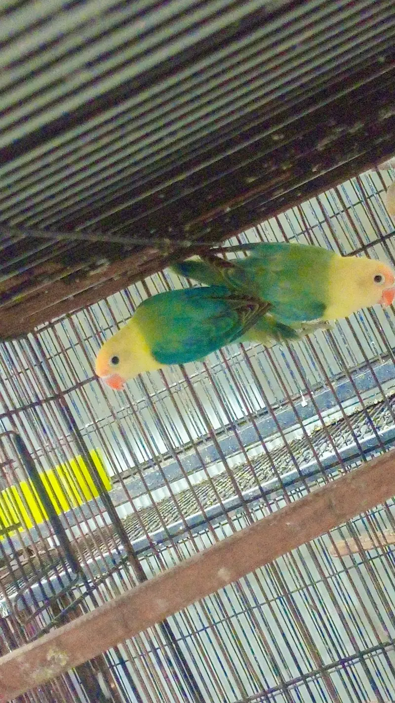 budgies exhibition UK line and Opaline love birds — photo 2