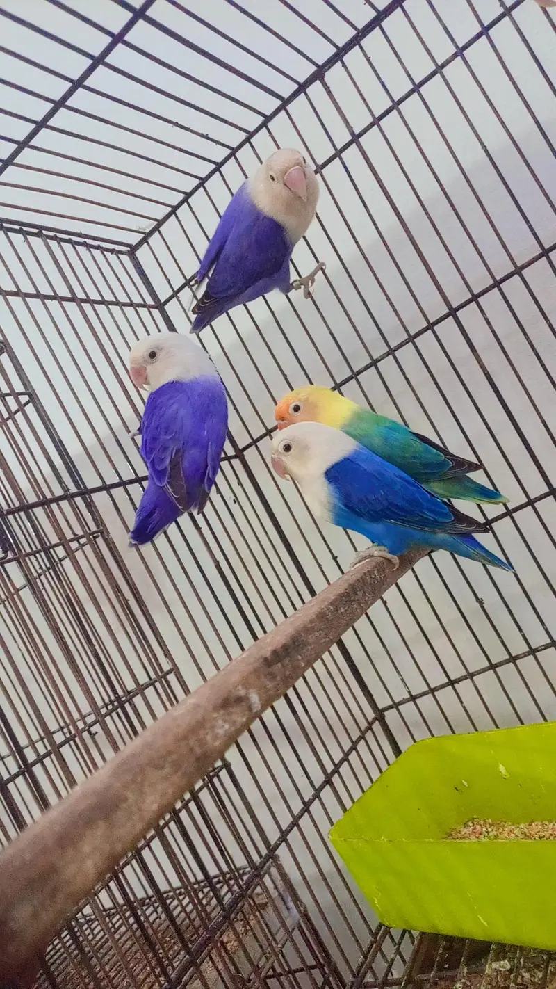 budgies exhibition UK line and Opaline love birds — photo 3