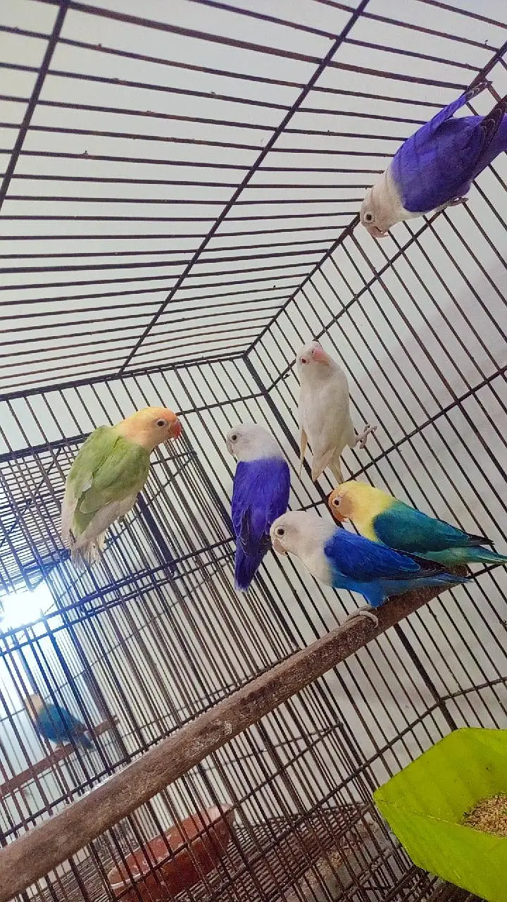 budgies exhibition UK line and Opaline love birds — photo 4