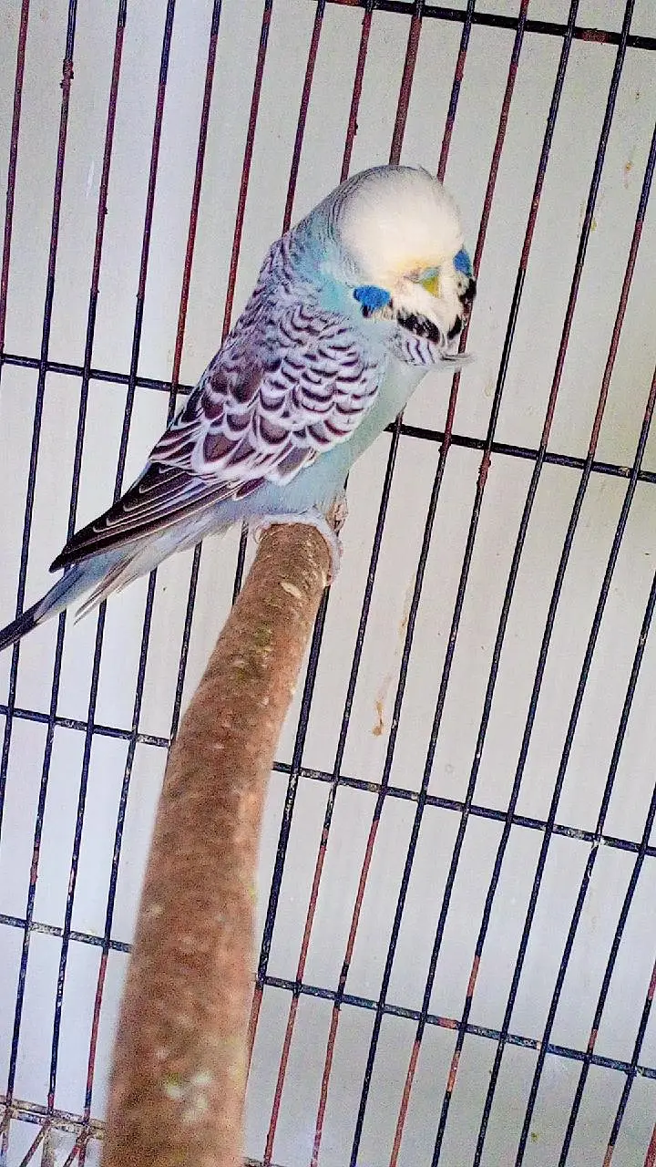 budgies exhibition UK line and Opaline love birds — photo 6