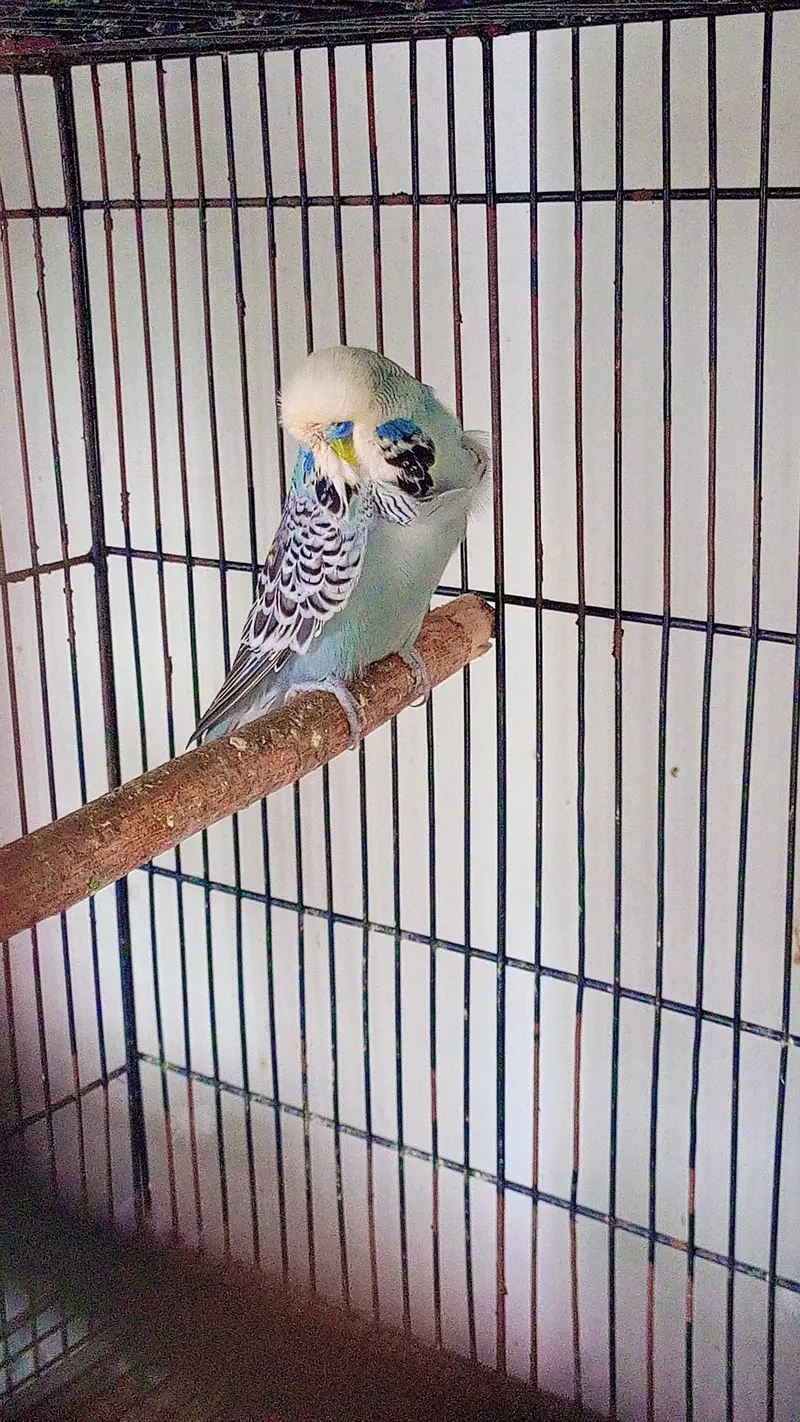 budgies exhibition UK line and Opaline love birds — photo 7