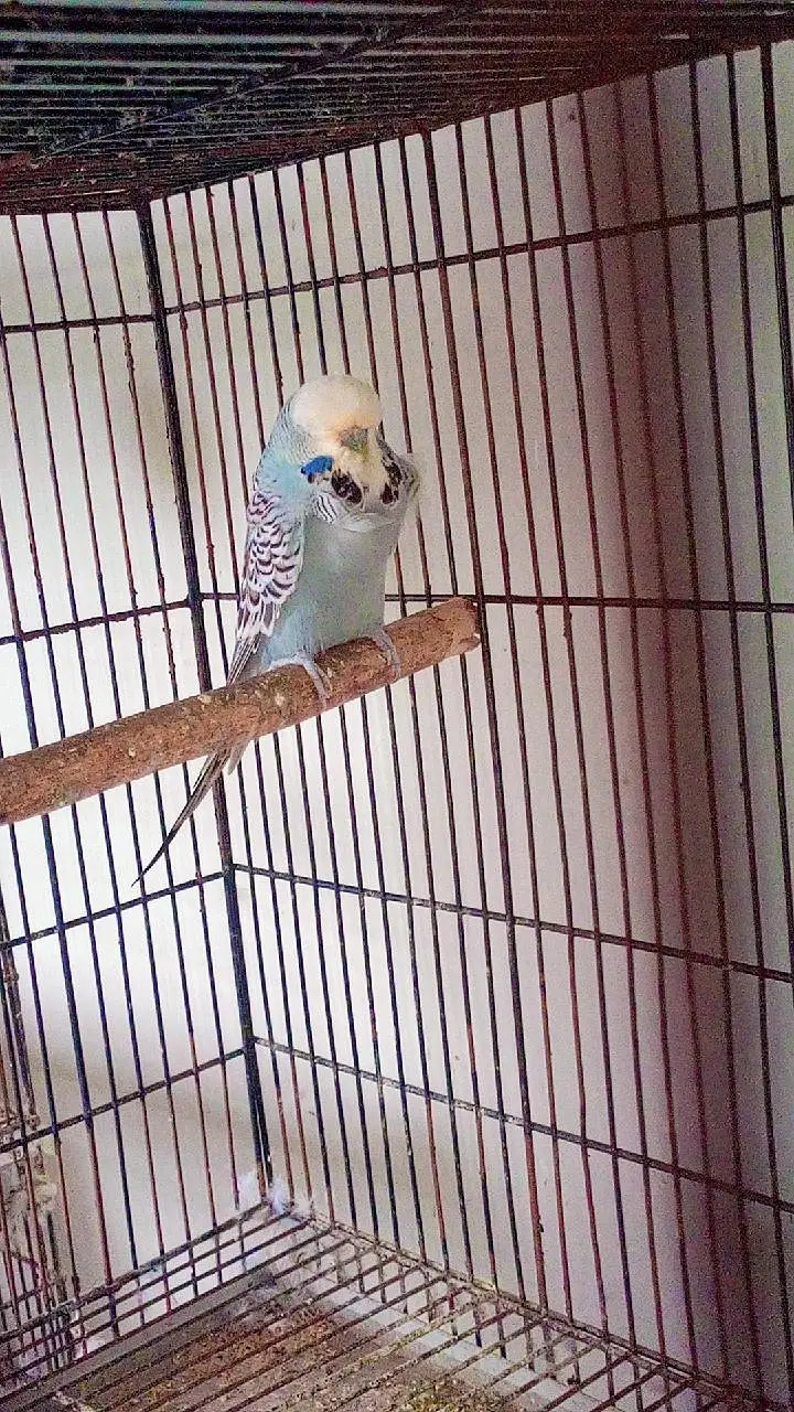 budgies exhibition UK line and Opaline love birds — photo 8