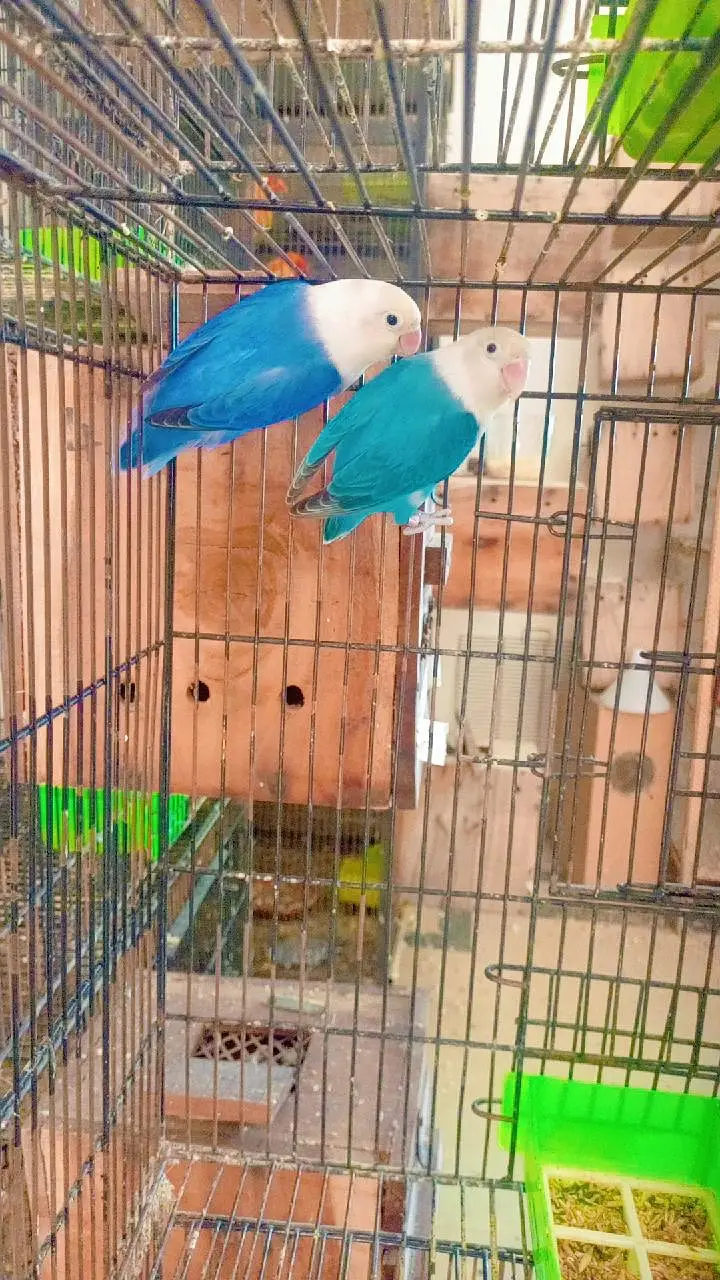 budgies exhibition UK line and Opaline love birds — photo 9