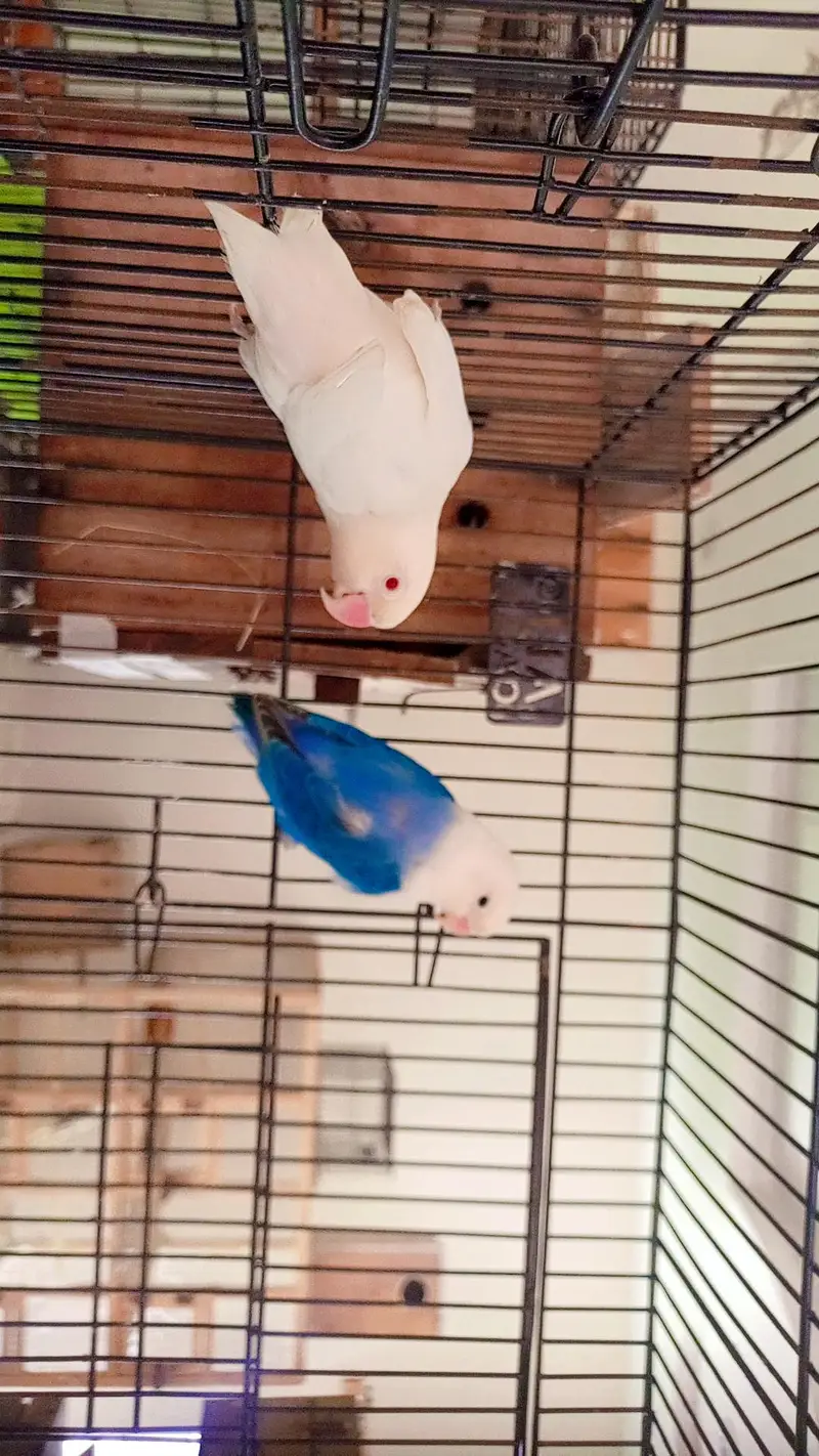 budgies exhibition UK line and Opaline love birds — photo 10