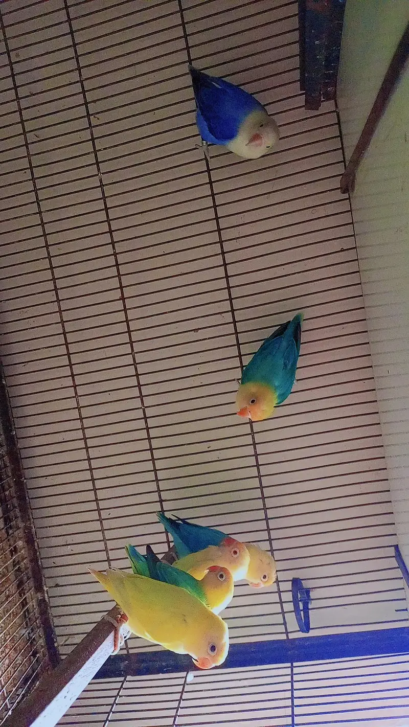 budgies exhibition UK line and Opaline love birds — photo 11