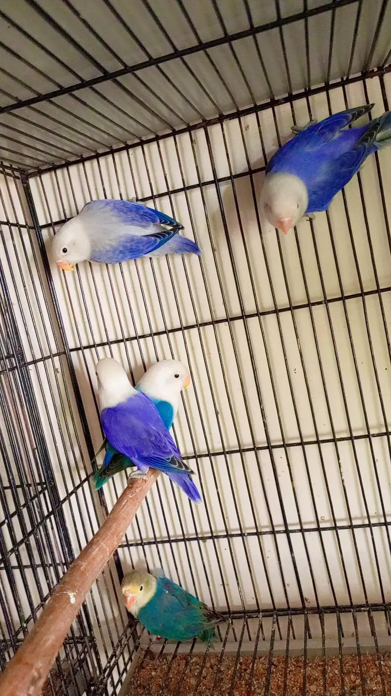 budgies exhibition UK line and Opaline love birds — photo 12