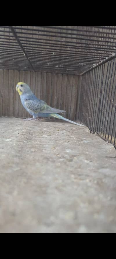 Rainbow FBG female