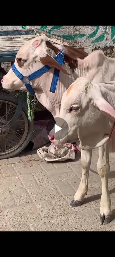 gulabi jori for sale