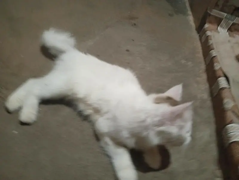 play full and active home tame — photo 2