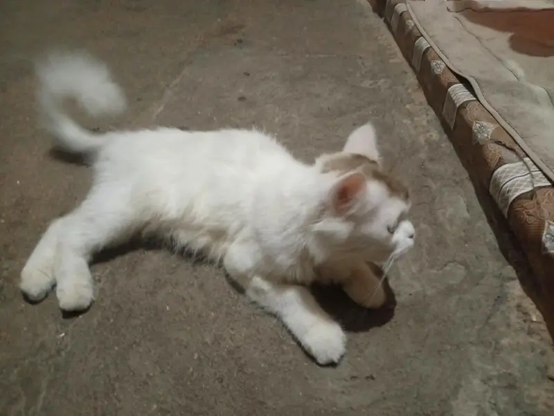 play full and active home tame — photo 3